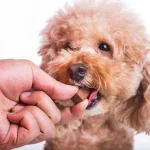 дегельминтизация - deworming