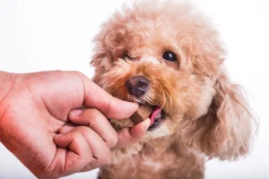 дегельминтизация - deworming