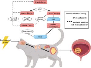 feline idiopathic cystitis - идиопатический цистит кошек, ветеринарная клиника, доктор фламинго темерник, ростов на дону , лелюшенко 13/1